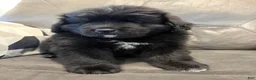 Newfoundland dogs for sale: EARL - Ad 5