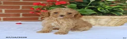 Toy Poodle dogs for sale: Tessa   - Ad 5