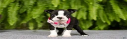 Boston Terrier dogs for sale: Nancy - Ad 7