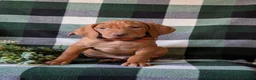 Vizsla dogs for sale: Hartman - Ad 3