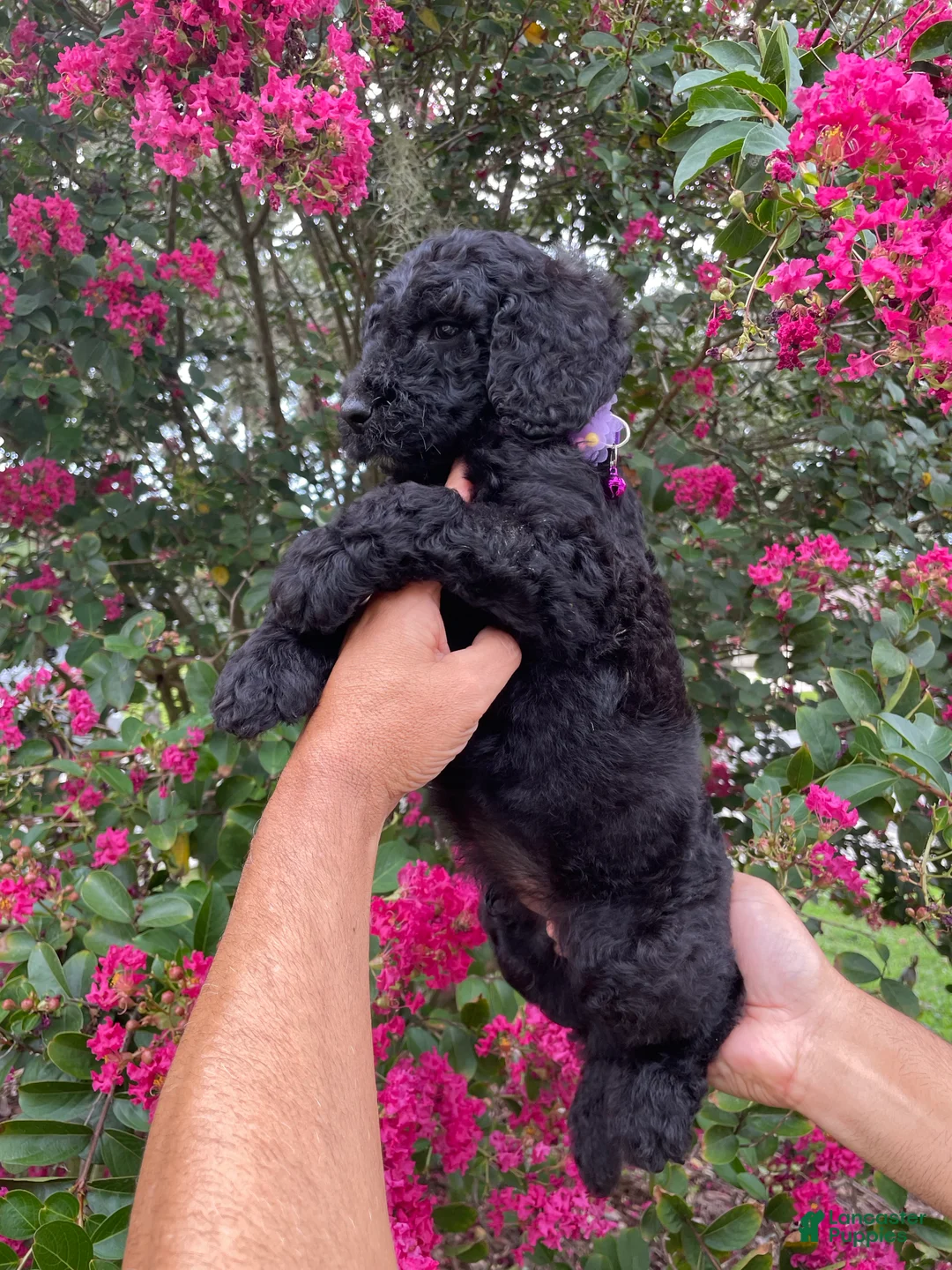 Goldendoodle dogs for sale: Sam - Ad 8