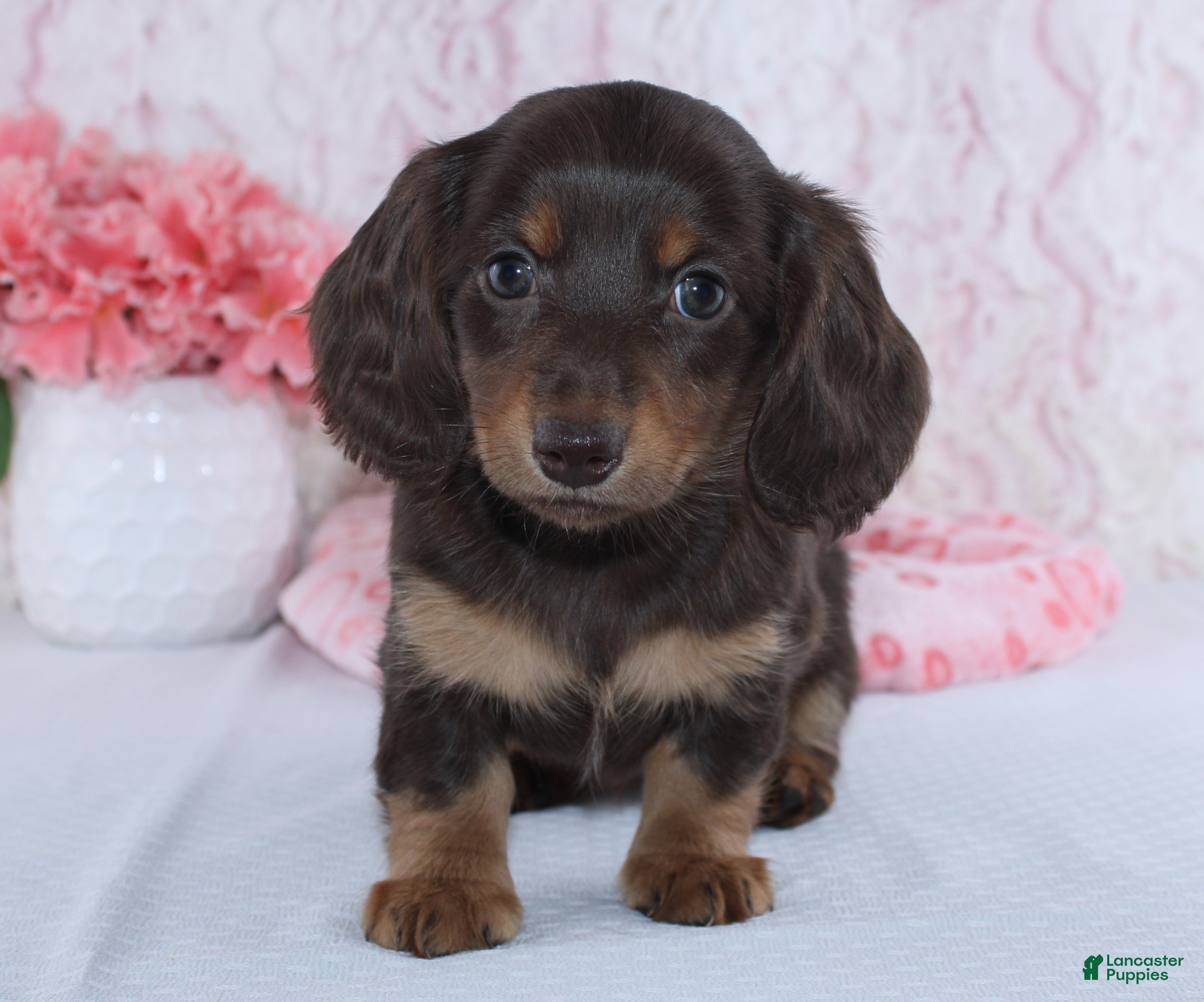 Miniature Dachshund dogs Darcie - Ad 2