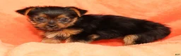 Yorkshire Terrier dogs for sale: Tika - Ad 6