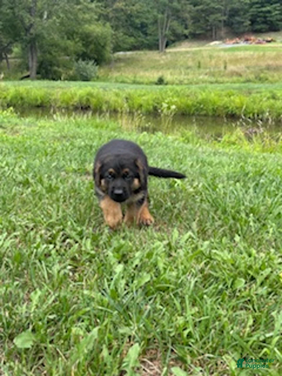 German Shepherd dogs for sale: Cordell - Ad 2