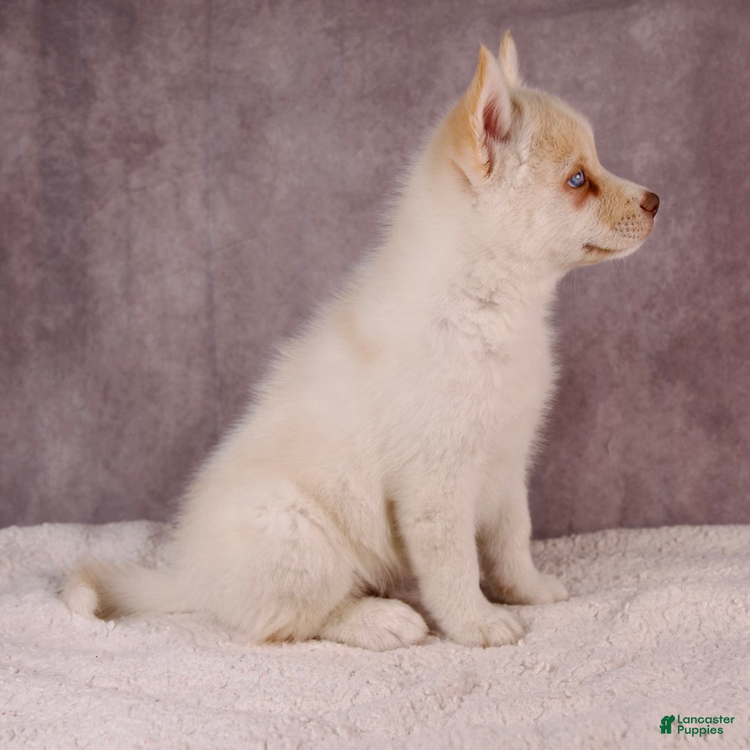 Pomsky dogs for sale: AJay - Ad 3