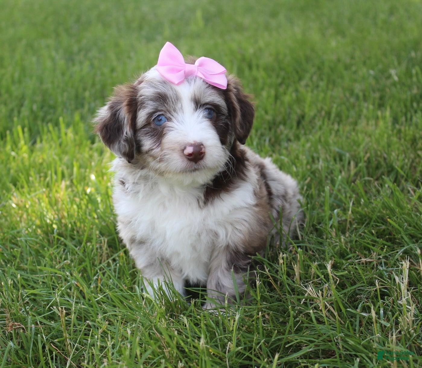 Mini Aussiedoodle dogs for sale: June 🎀 - Ad 7