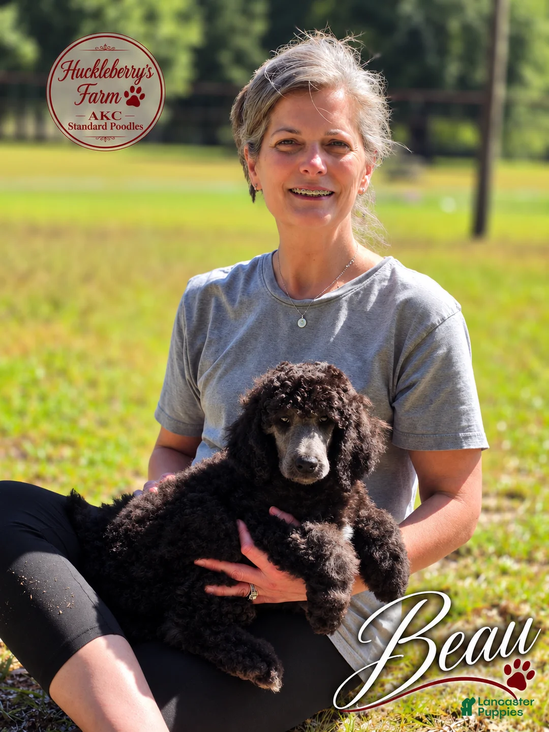 Standard Poodle dogs for sale: Beau - Ad 2