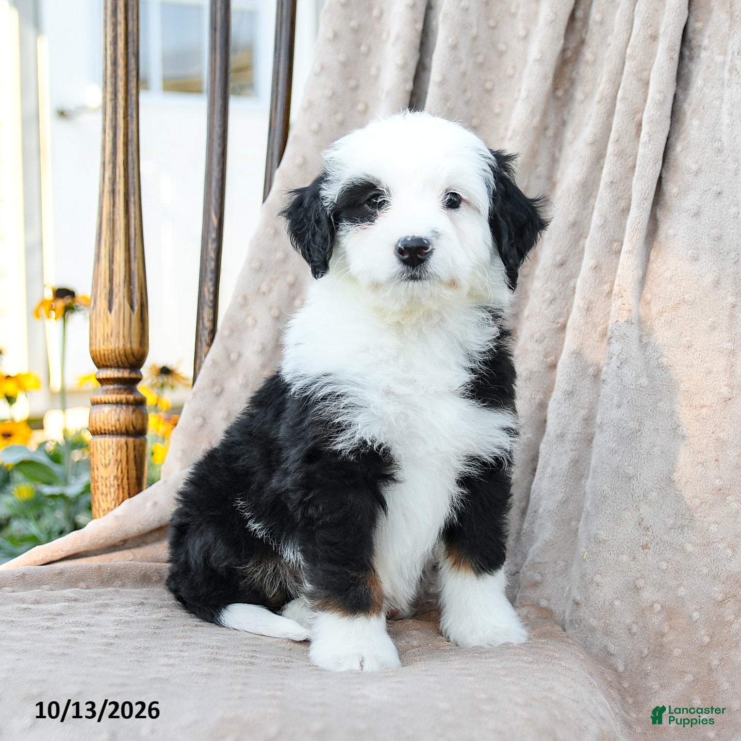 Mini Bernedoodle dogs Target - Ad 1