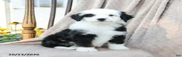 Mini Bernedoodle dogs for sale: Target - Ad 1