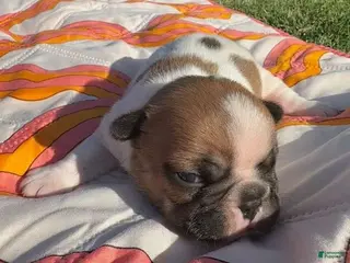 French Bulldog dogs Bernie - Ad 30