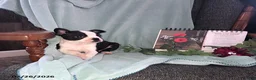 Boston Terrier dogs for sale: Buster - Ad 2