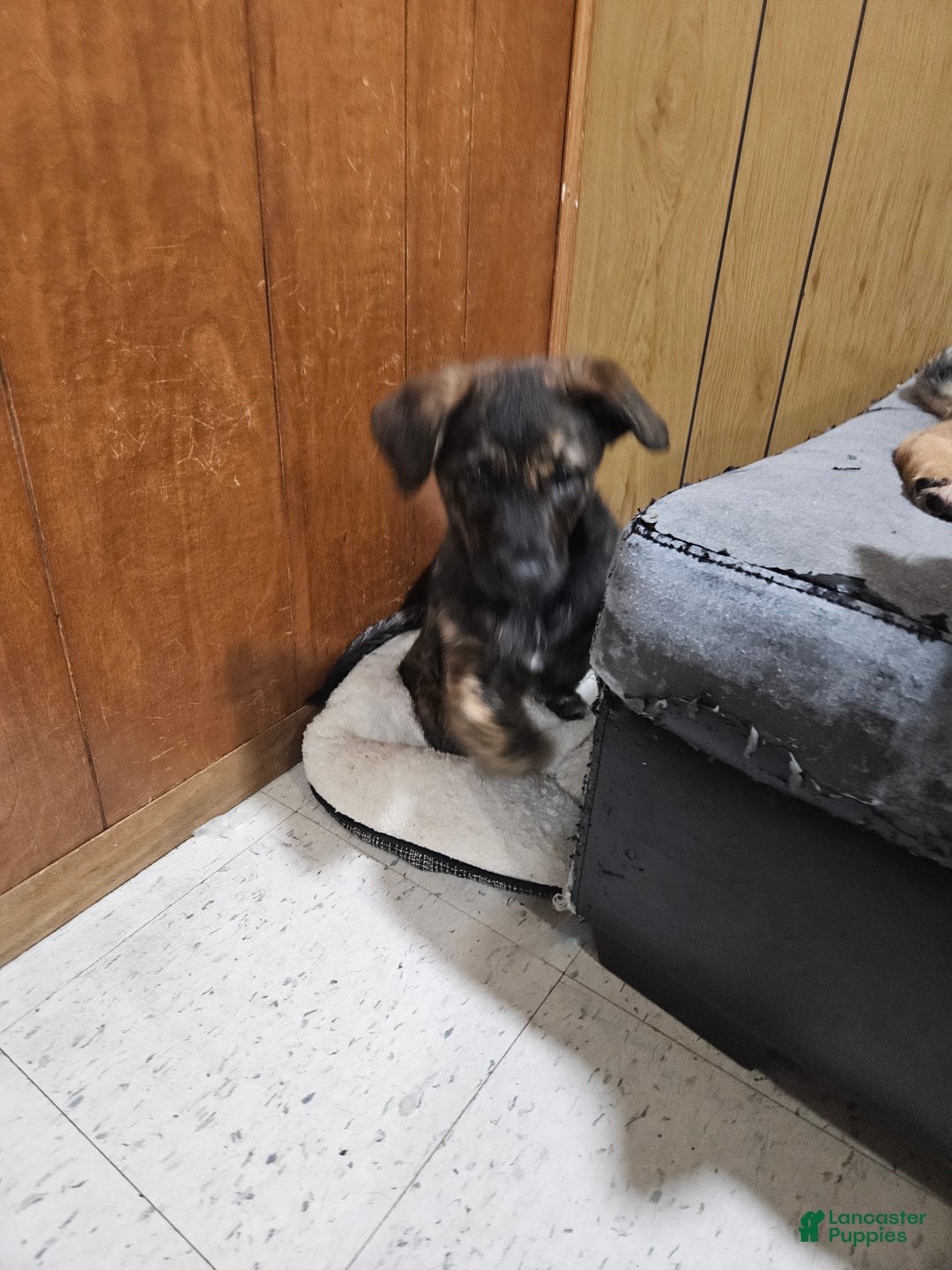 Mixed Breed dogs for sale: Mixed Breed Puppy 1 - Ad 2