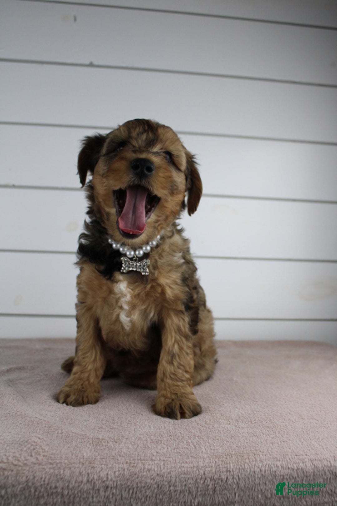 Yorkiepoo dogs for sale: GUNNER - Ad 2
