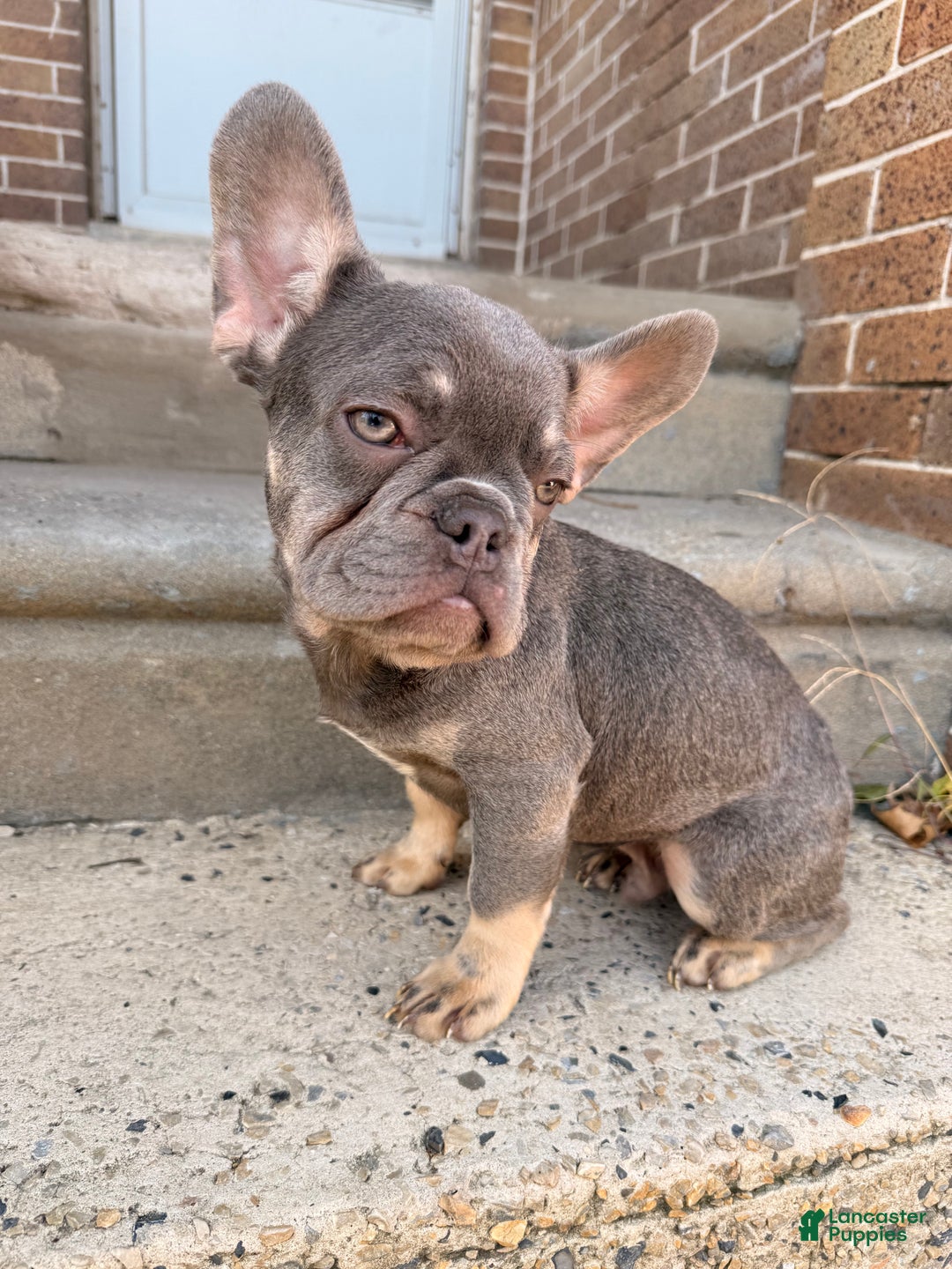 French Bulldog dogs for sale: Baby boy 1 - Ad 2