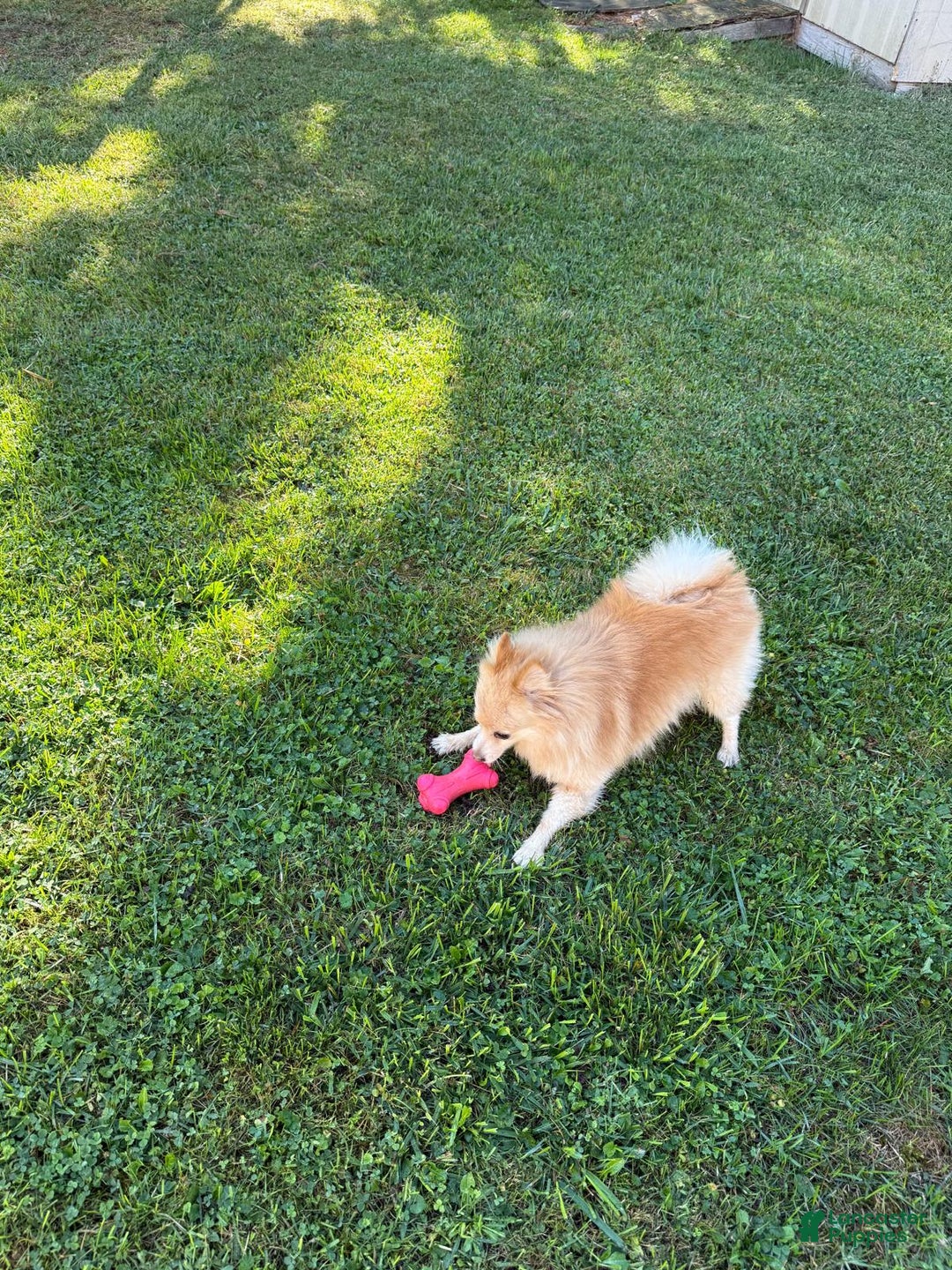 Pomeranian dogs for sale: Pomeranian Puppy 1 - Ad 8