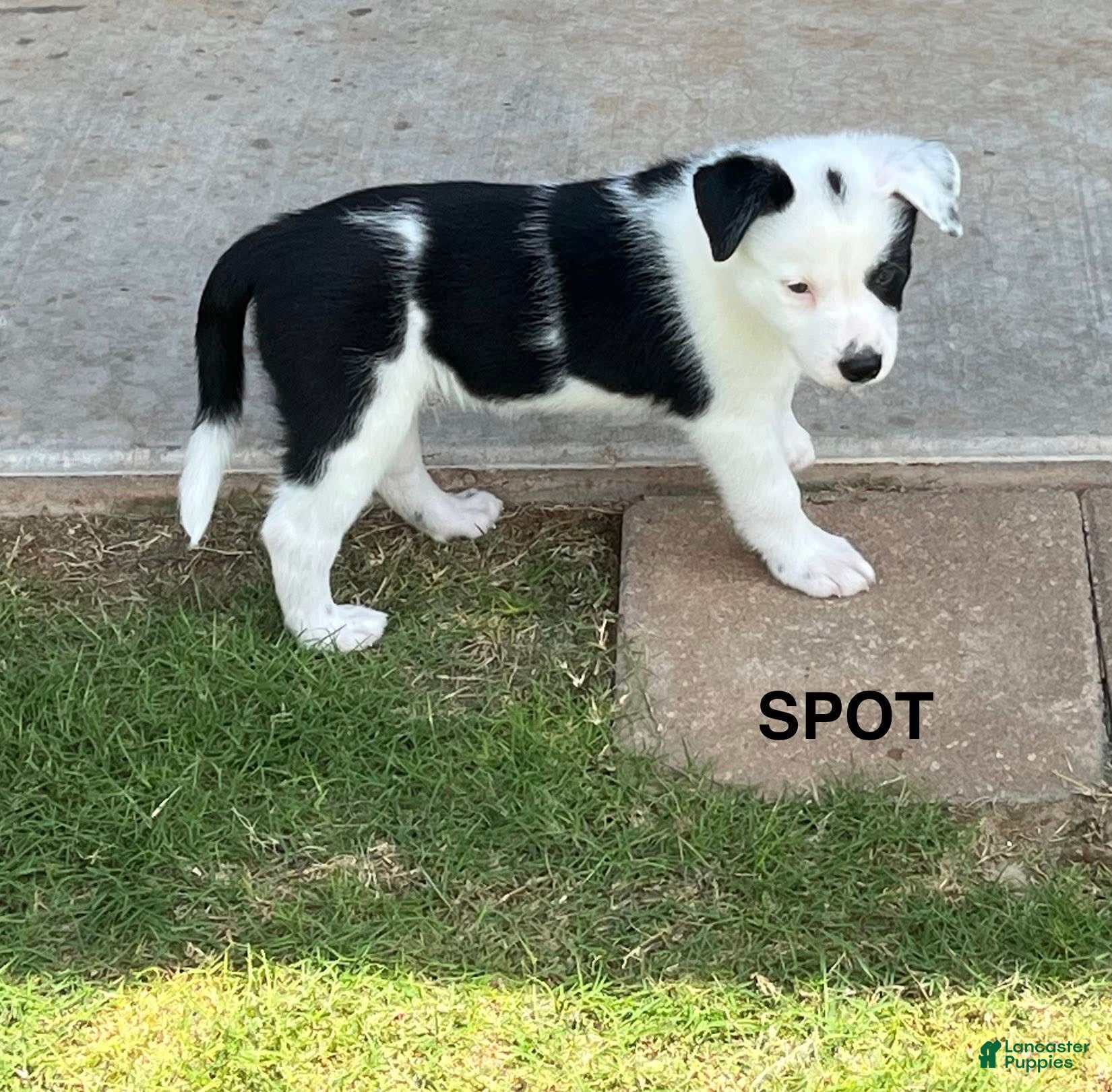Mixed Breed dogs Spot - Ad 34