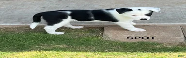 Spot