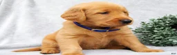Golden Retriever dogs for sale: Kobe - Ad 4