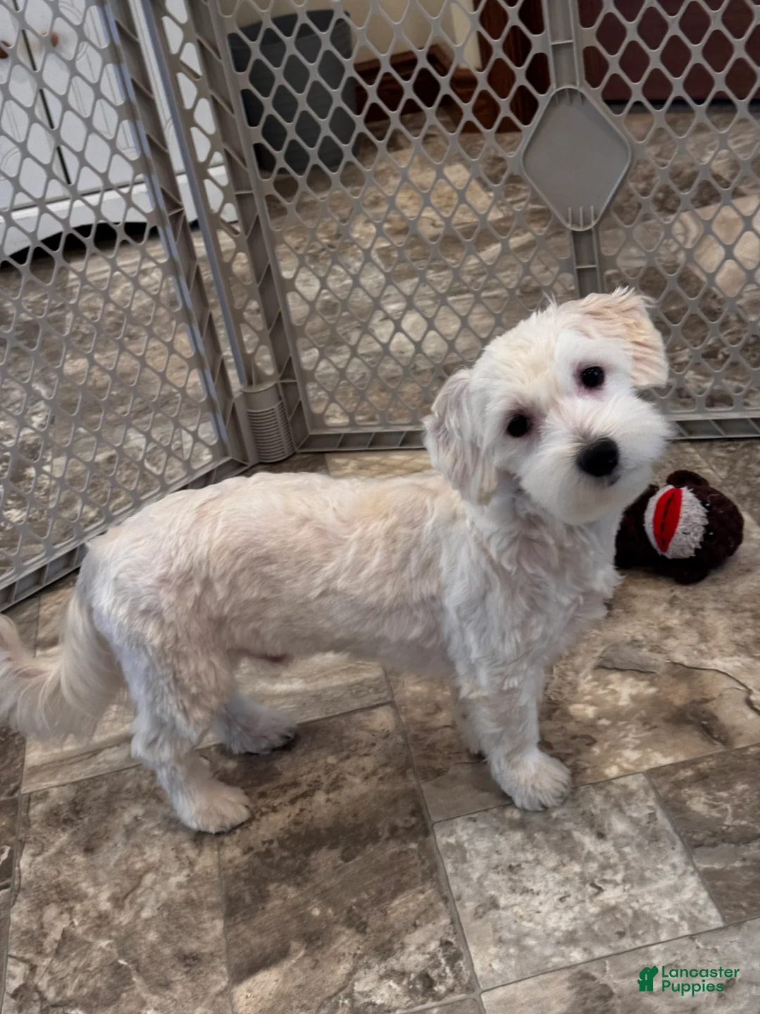 Coton De Tulear dogs for sale: Cole - Ad 2