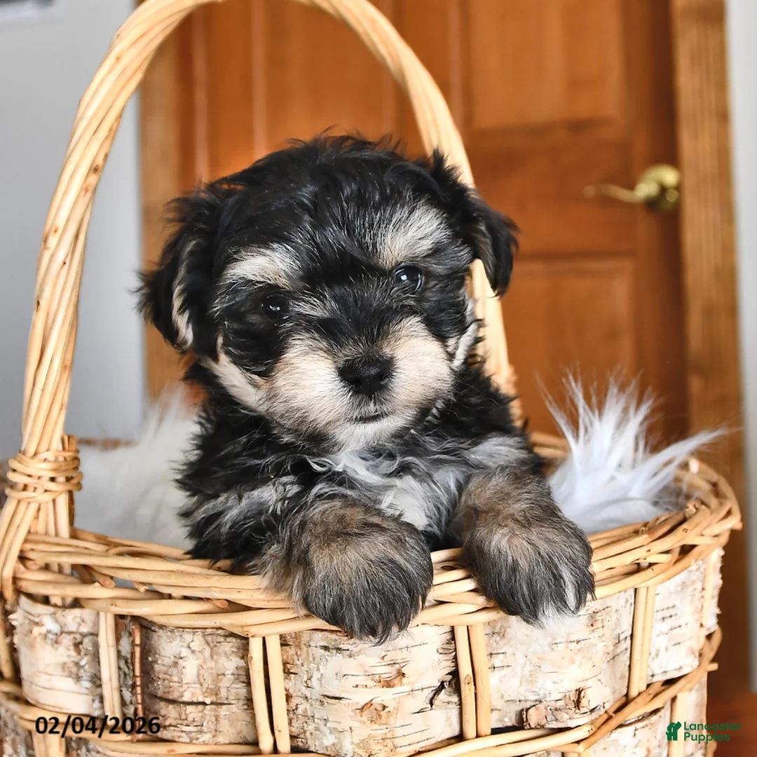 Morkie dogs for sale: Bubbles - Ad 4