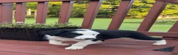 Mixed Breed dogs for sale: Louie - Ad 3