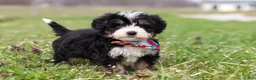Mini Bernedoodle dogs for sale: Tyler - Ad 6