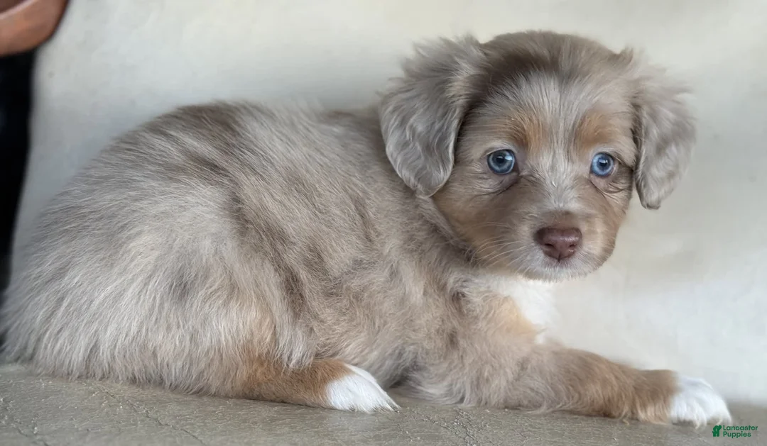 Gallery Image {{count}}