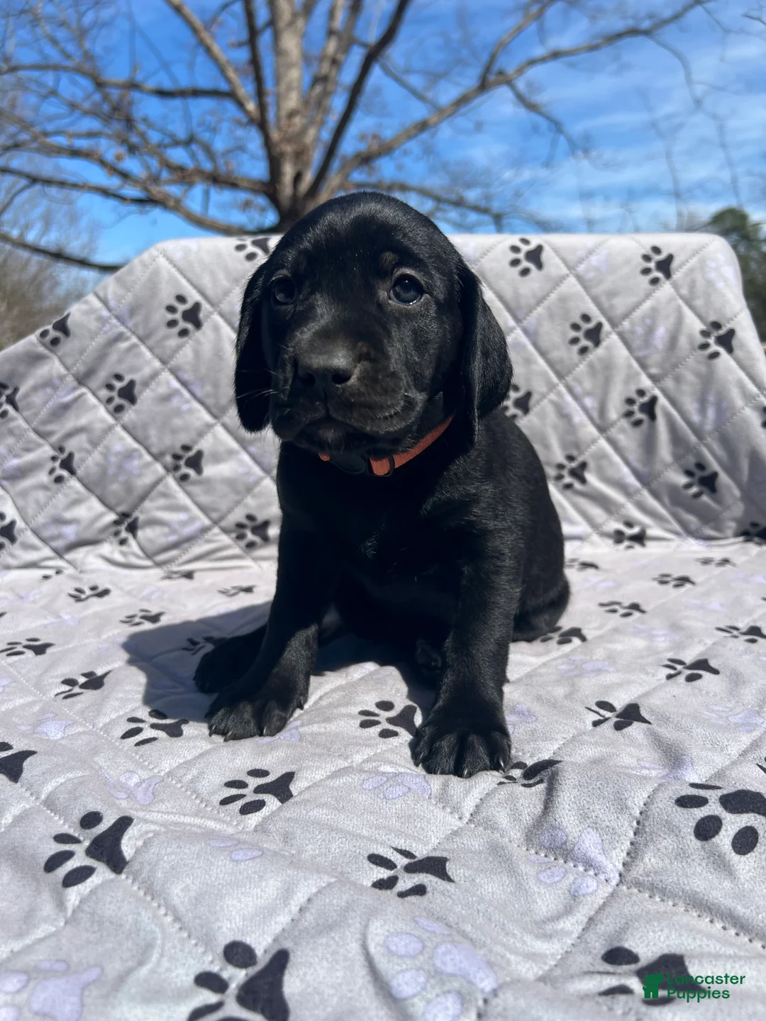 Mixed Breed dogs for sale: Mixed Breed Puppy 4 - Ad 1