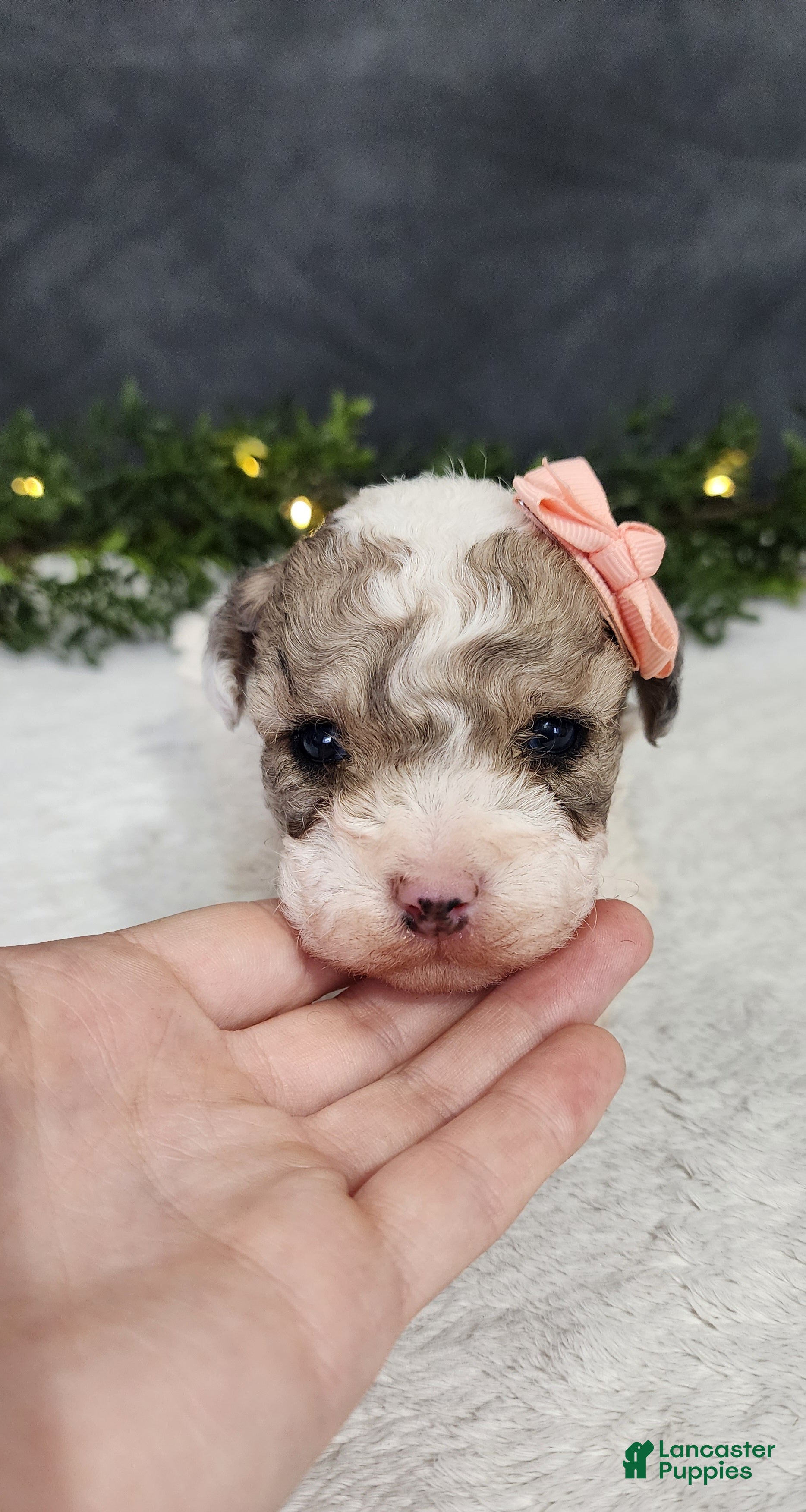 Miniature Poodle dogs for sale: Teddy - Ad 4