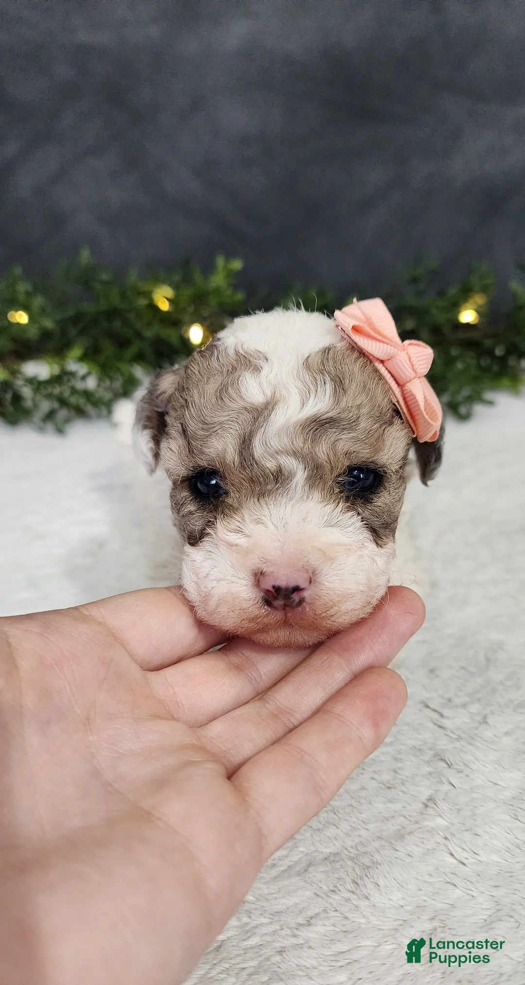 Miniature Poodle dogs for sale: Teddy - Ad 1