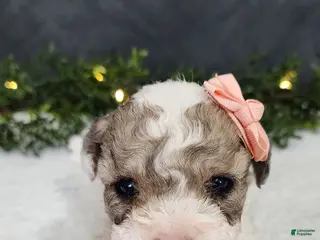 Miniature Poodle dogs for sale: Teddy - Ad 4