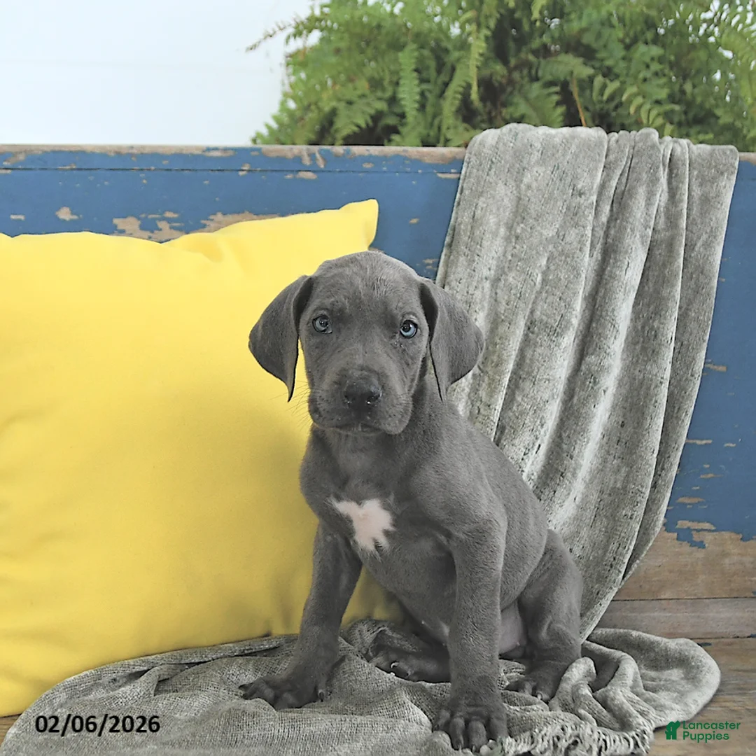 Great Dane dogs for sale: Khaleesi - Ad 5