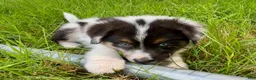 Miniature Australian Shepherd dogs for sale: Dixi- Miniature Australian Shepherd  - Ad 4