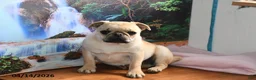 Pug dogs for sale: Beaula - Ad 2
