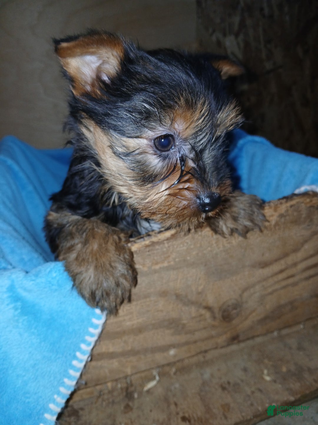 Yorkshire Terrier dogs for sale: Sadie - Ad 2