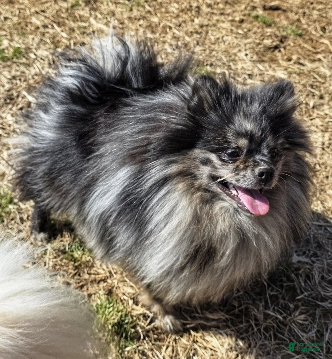 Pomeranian dogs for sale: Speckles - Dominate Black Male - One Blue Eye - Ad 3