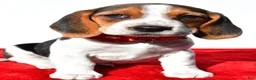 Beagle dogs for sale: Milly - Ad 8