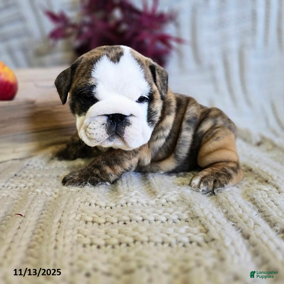English Bulldog dogs for sale: Lulu - Ad 14