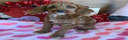 Mini Goldendoodle dogs for sale: Josie - Ad 3