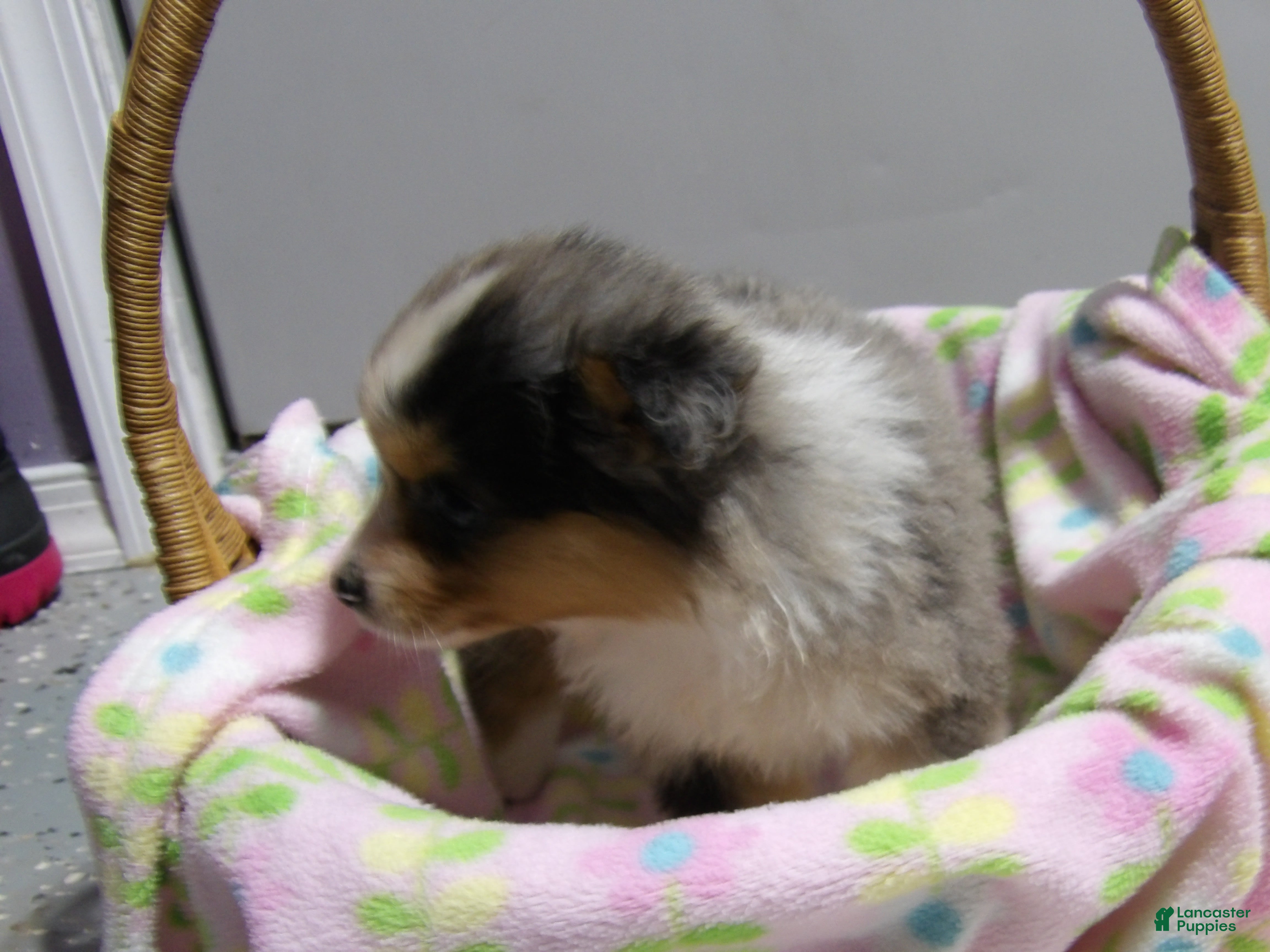 Miniature Australian Shepherd dogs Missy - Ad 2