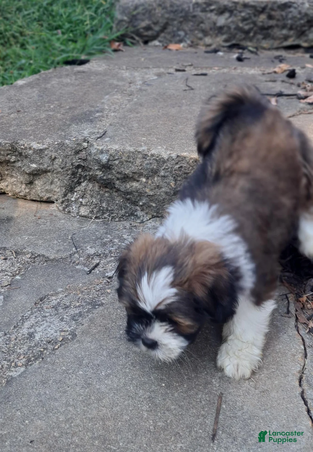 Lhasa Apso dogs for sale: Lhasa Apso 1 - Ad 1