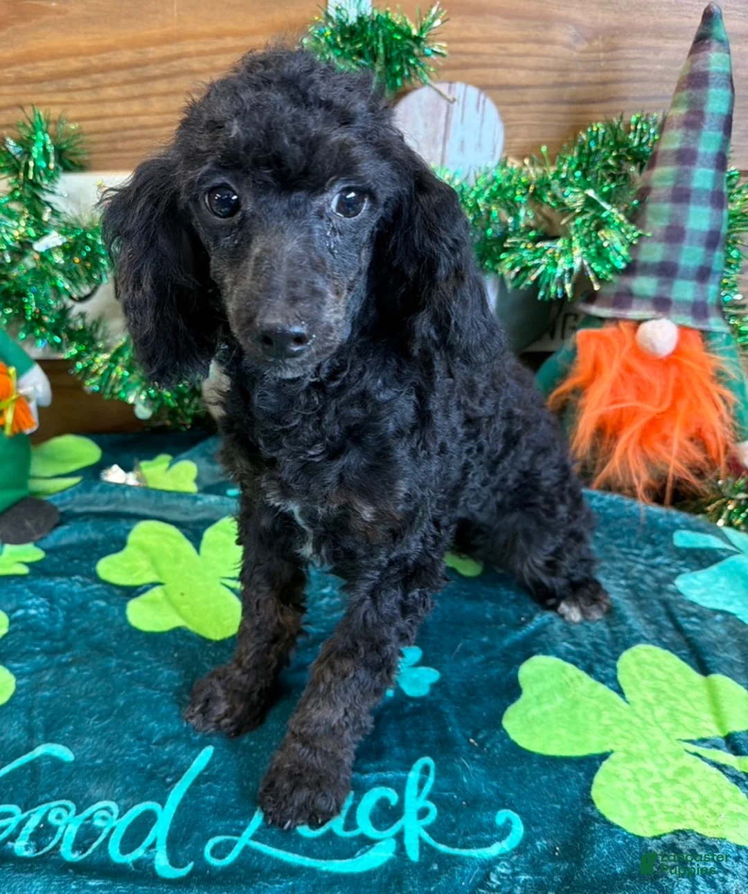 Miniature Poodle dogs for sale: Elsa - Ad 1