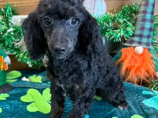 Miniature Poodle dogs Elsa - Ad 21