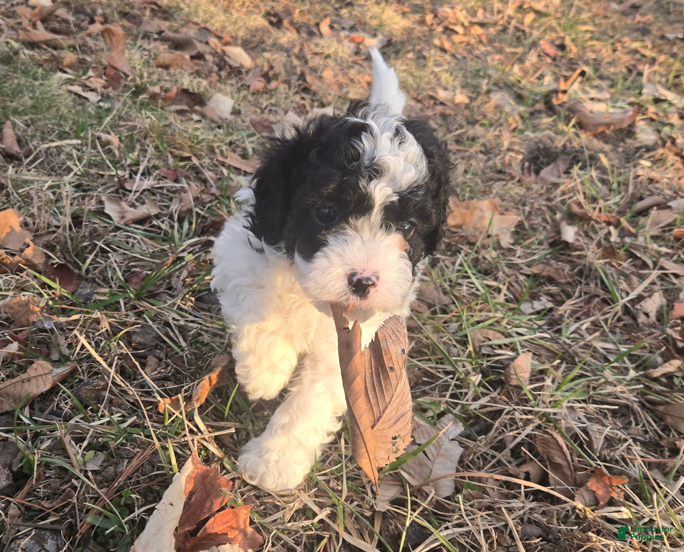 Cavapoo dogs Captain - Ad 2