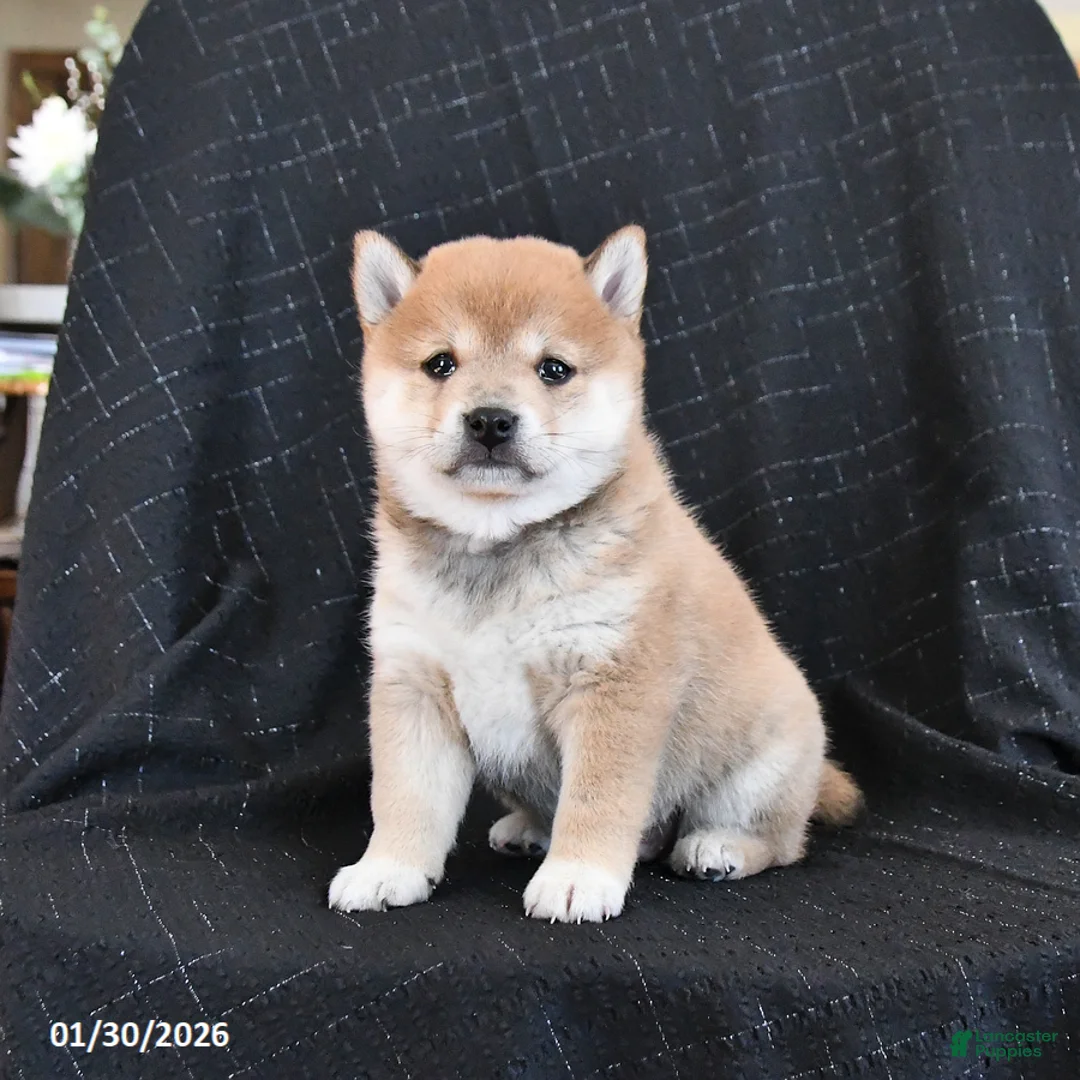 Shiba Inu dogs for sale: Zyandra - Ad 5