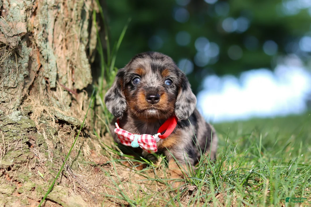 Miniature Dachshund dogs for sale: Boysenberry - Ad 2