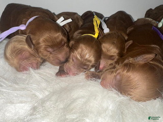 Goldendoodle dogs Girl 10 - Ad 6