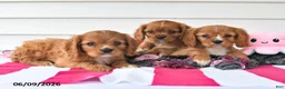 Cavalier King Charles Spaniel dogs for sale: Tina - Ad 3