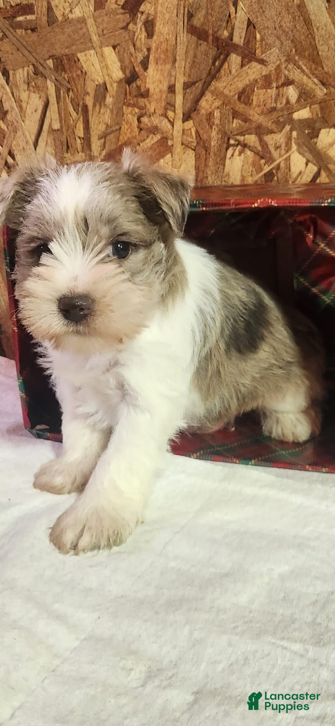 Miniature Schnauzer dogs for sale: Tanner - Ad 5