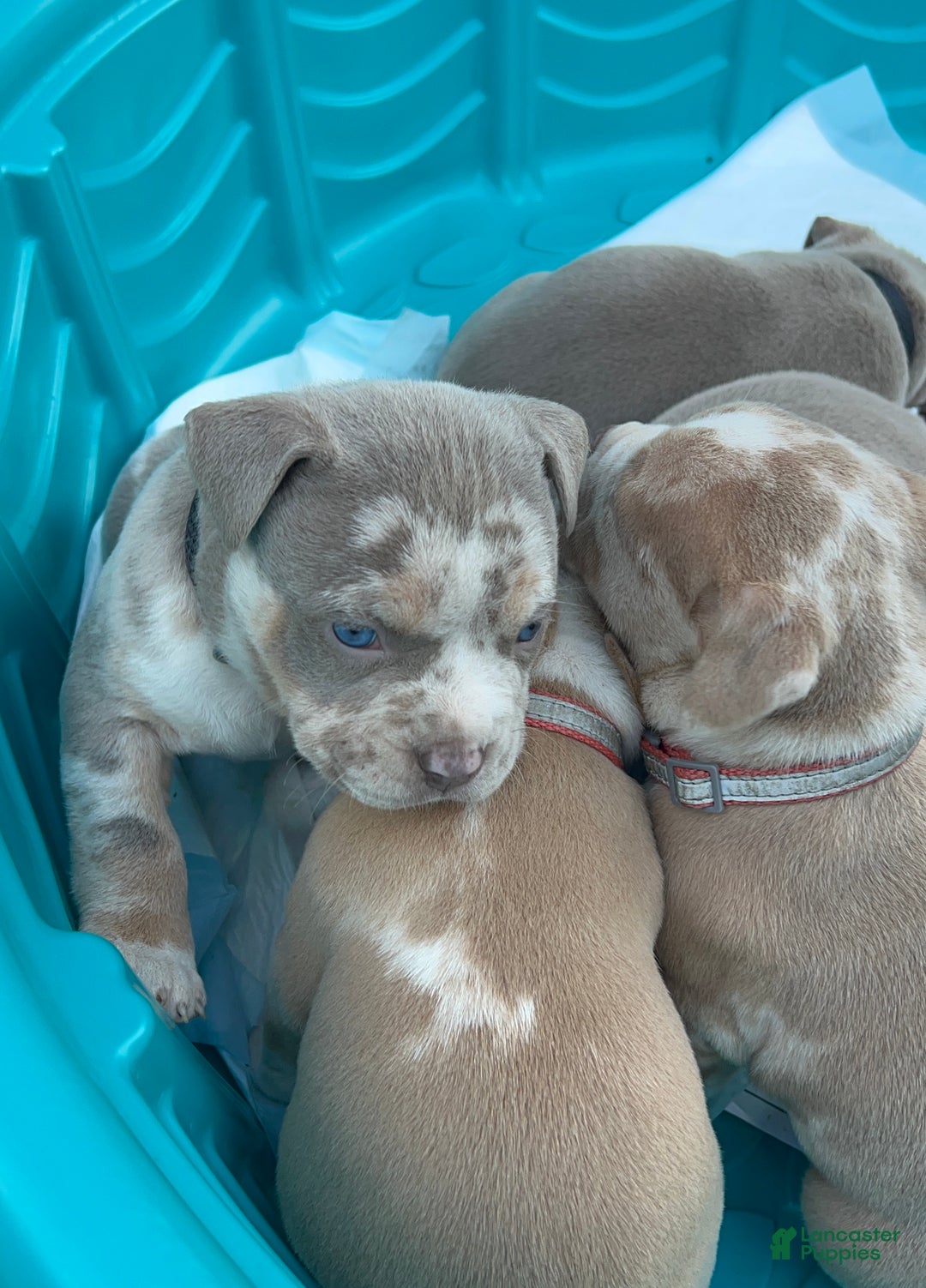 American Bully dogs for sale: Chucky - Ad 5